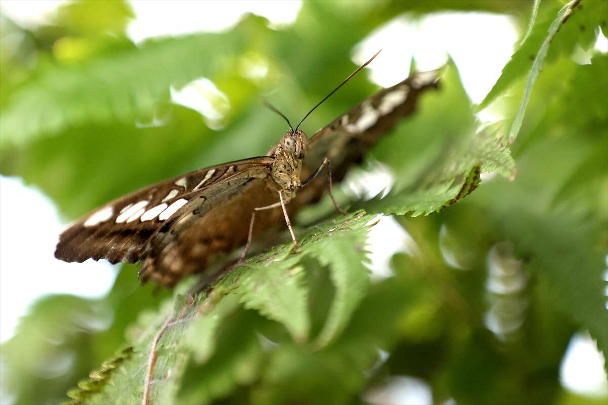 Şebi Arus için gelenler Konya’nın ünlü mekanında huzur bulacak 17